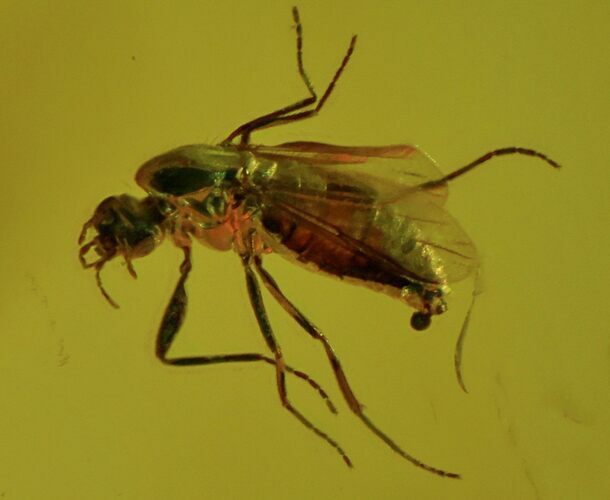 Detailed Fossil Fly (Diptera) In Baltic Amber #58046